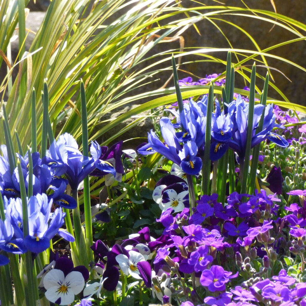 Blaue Frühlingsblüher im Kübel