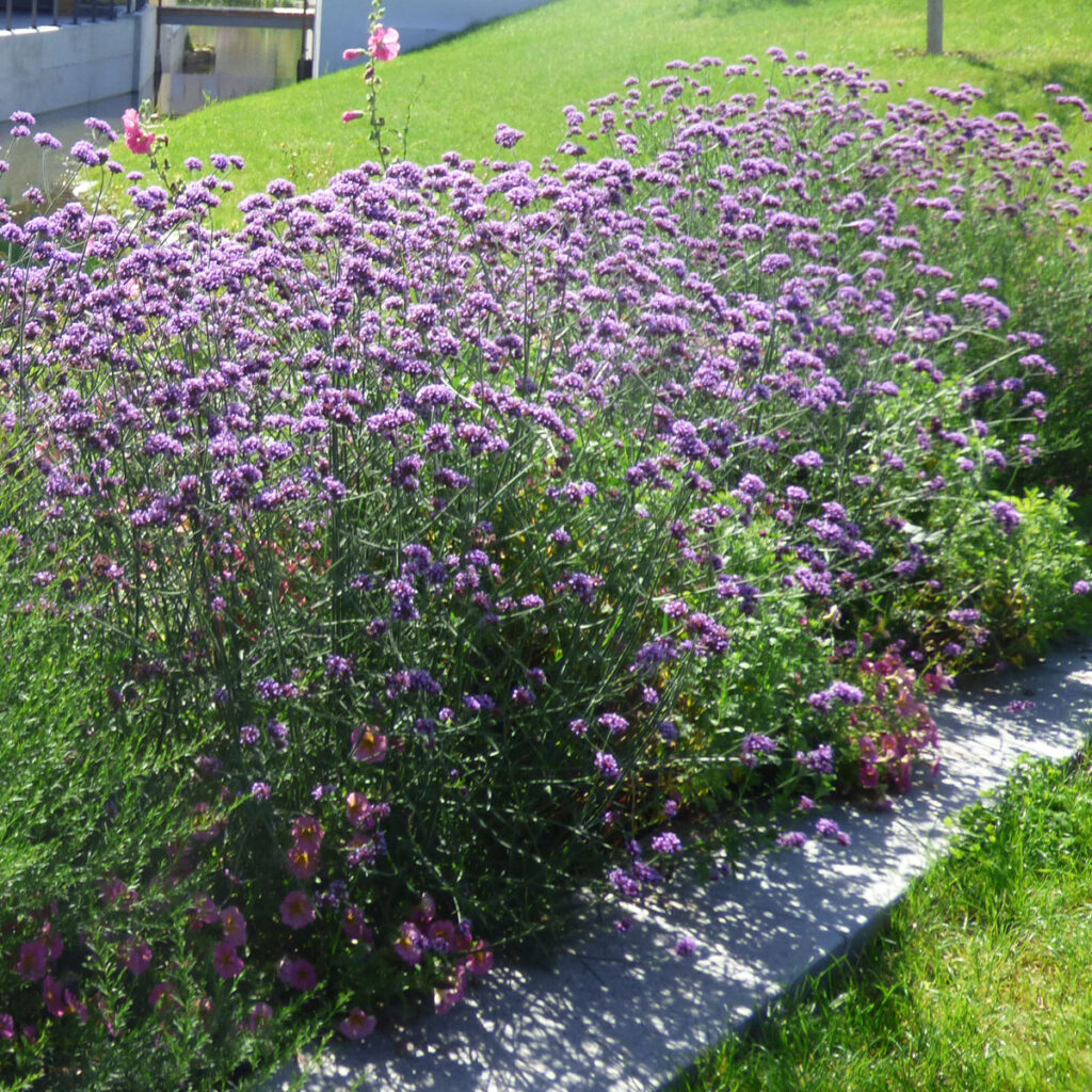 Argentinisches Eisenkraut (Verbena bonariensis)