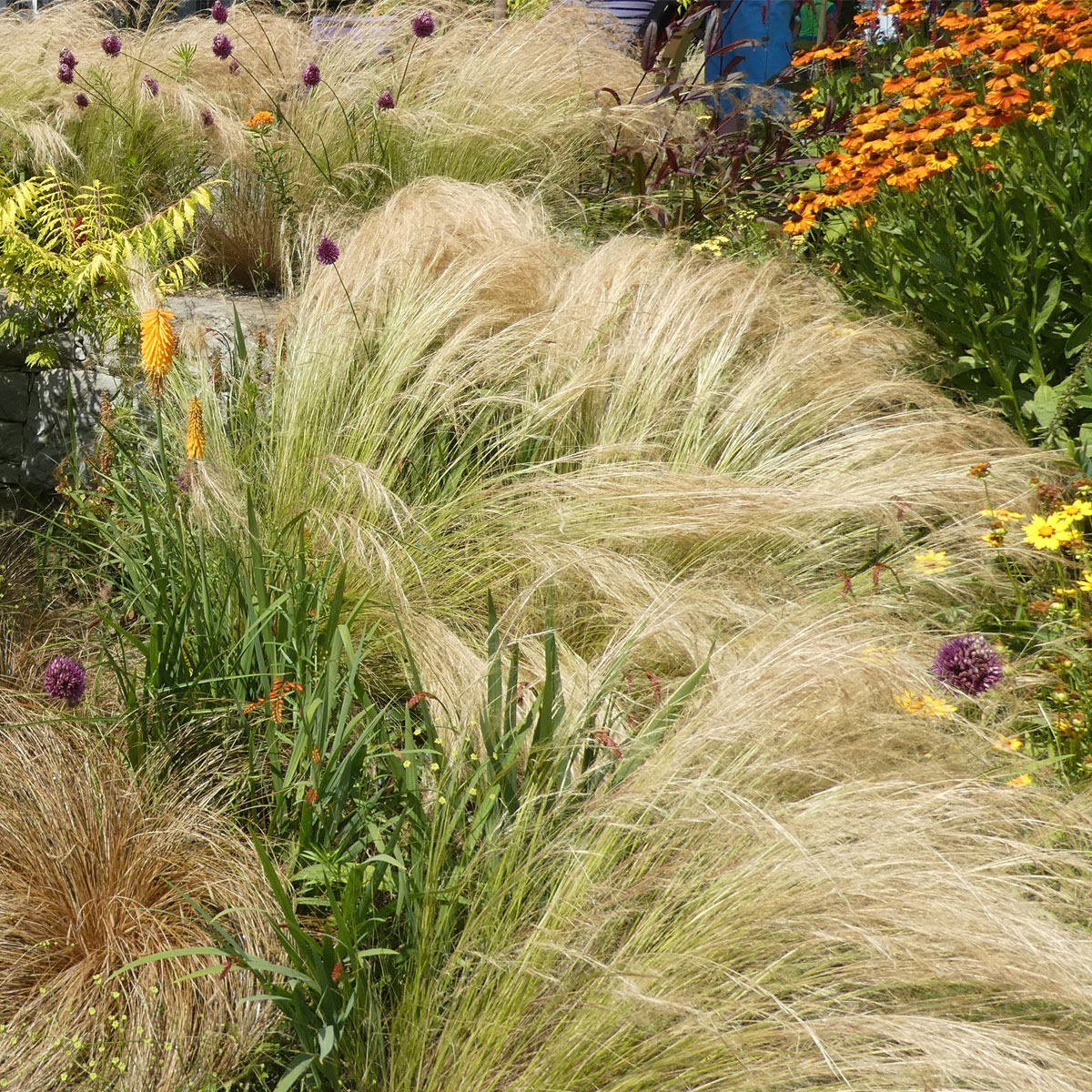 Gräser im Garten