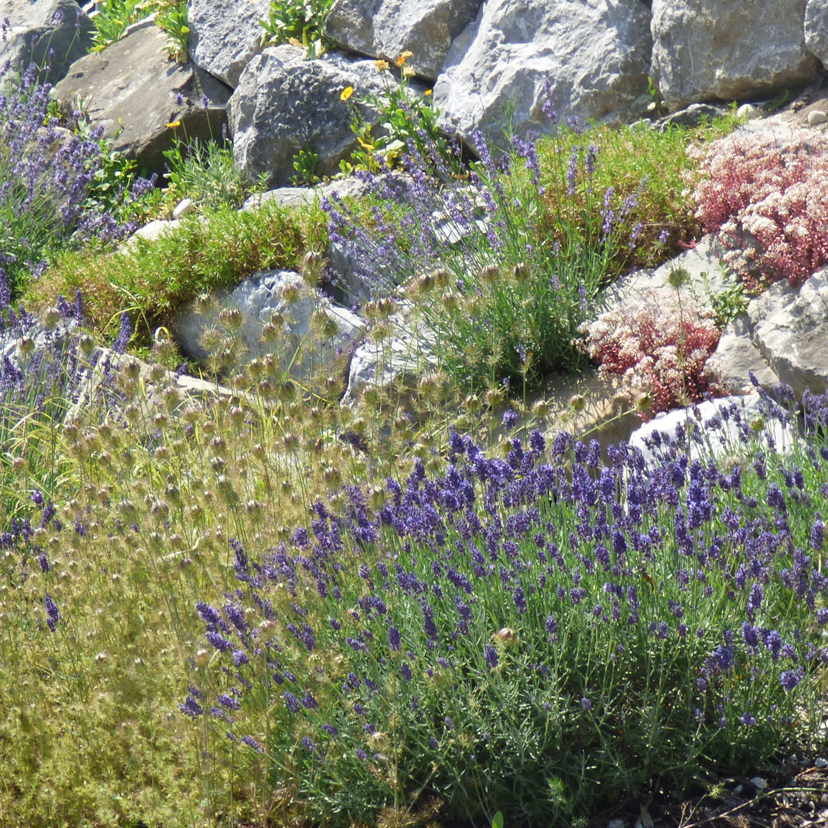 moderner Steingarten mit Lavendel