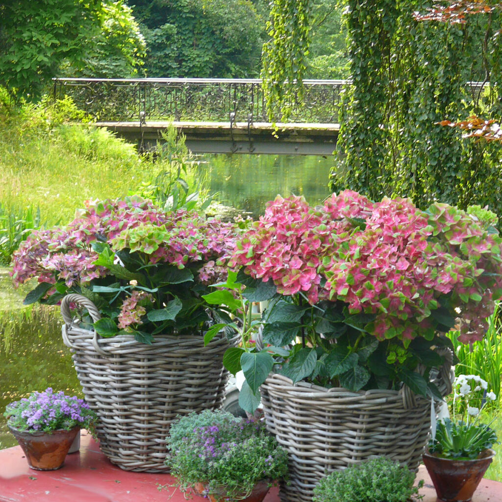 Hortensien im Kübel