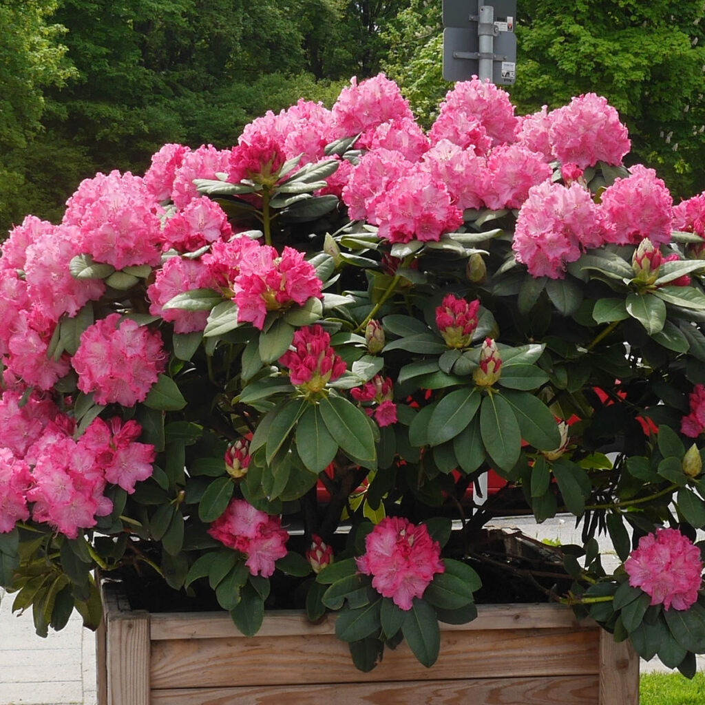 Rhododendron im Kübel