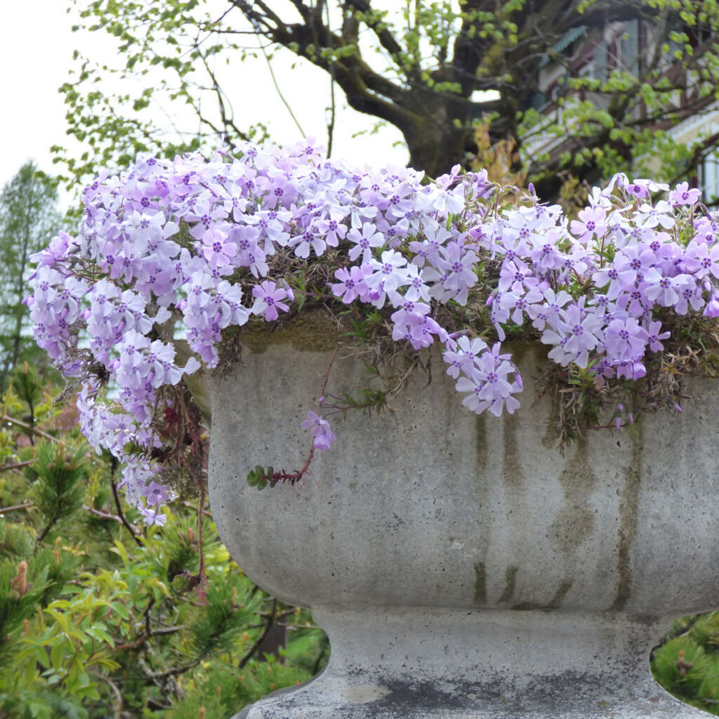 Polster-Phlox