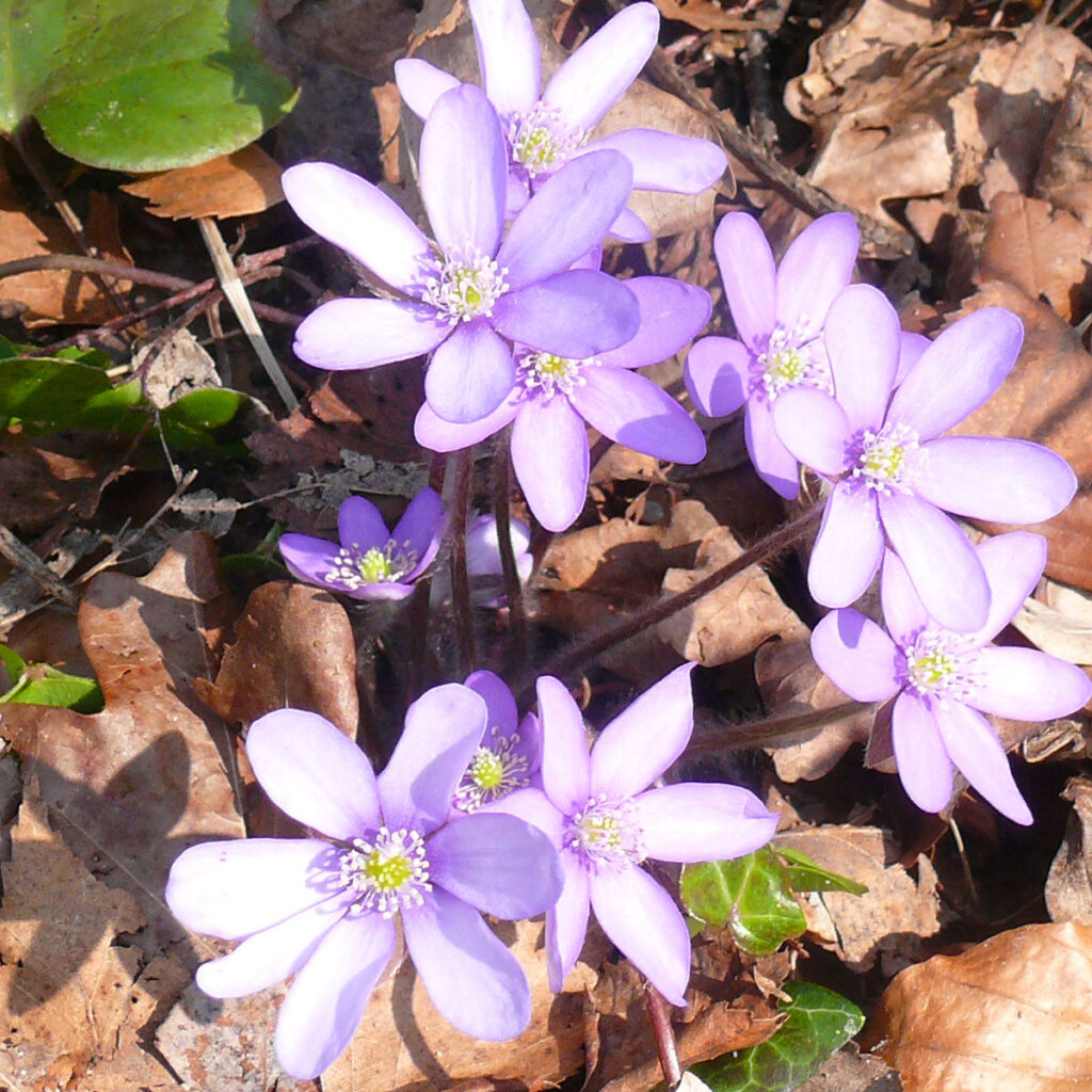 Leberblümchen