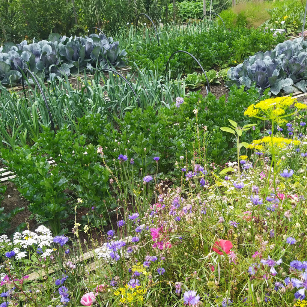 Gemüsegarten Gestaltungsideen