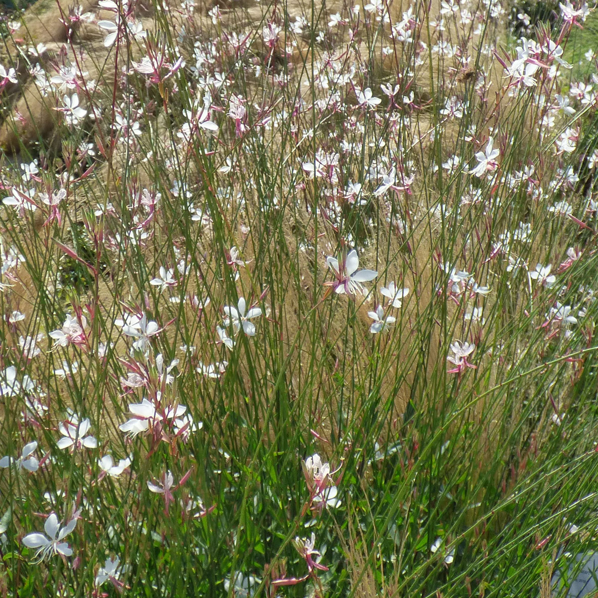 winterharte trockenresistente Stauden