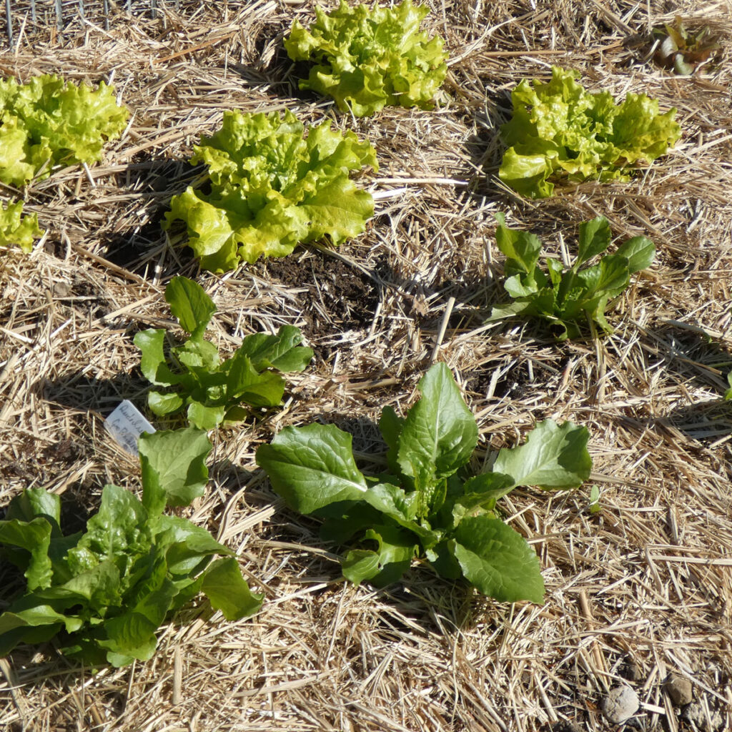 Beet mit Mulch