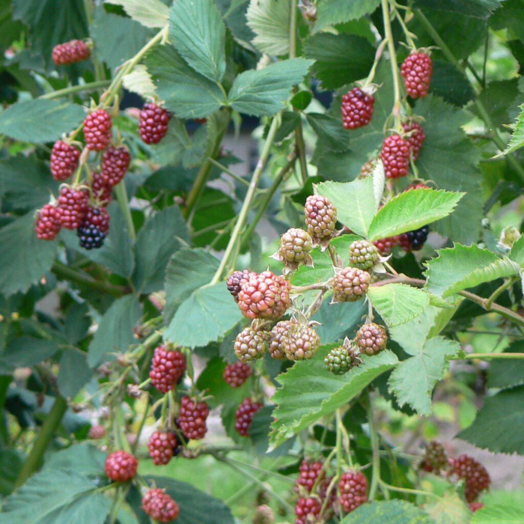 Brombeeren