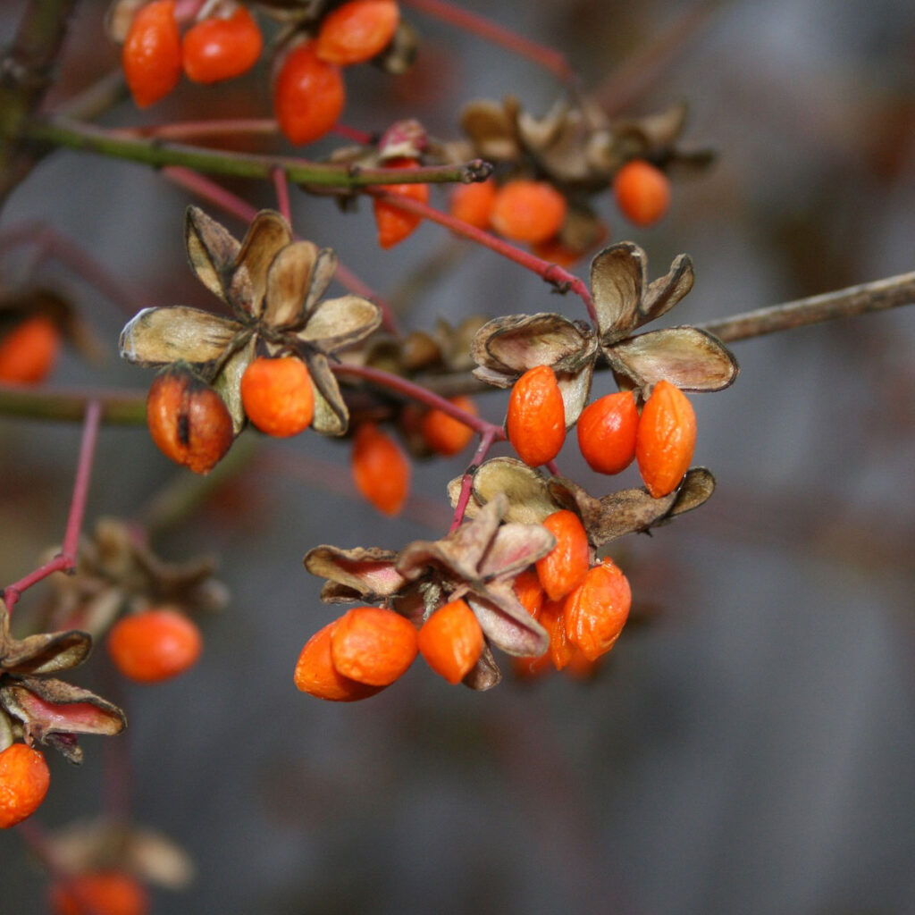 Goji Beere