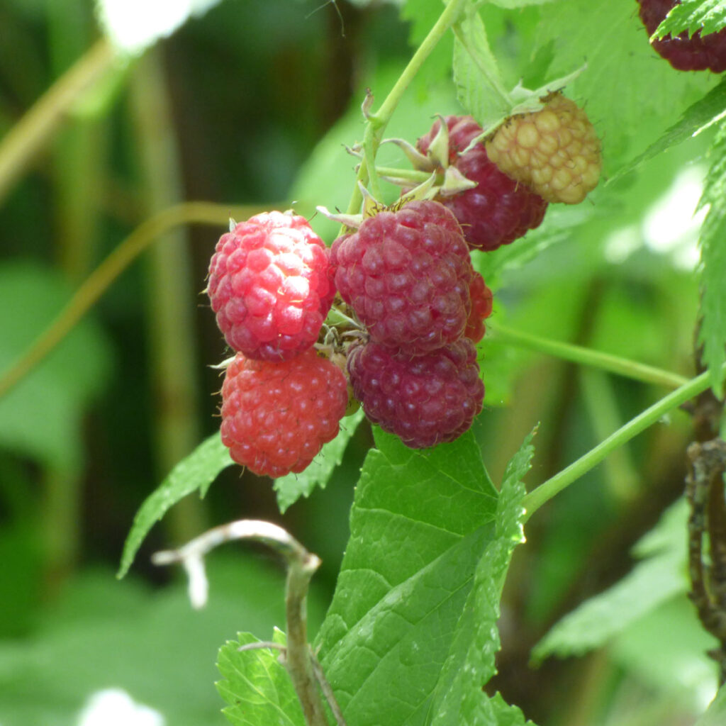 Himbeere am Strauch