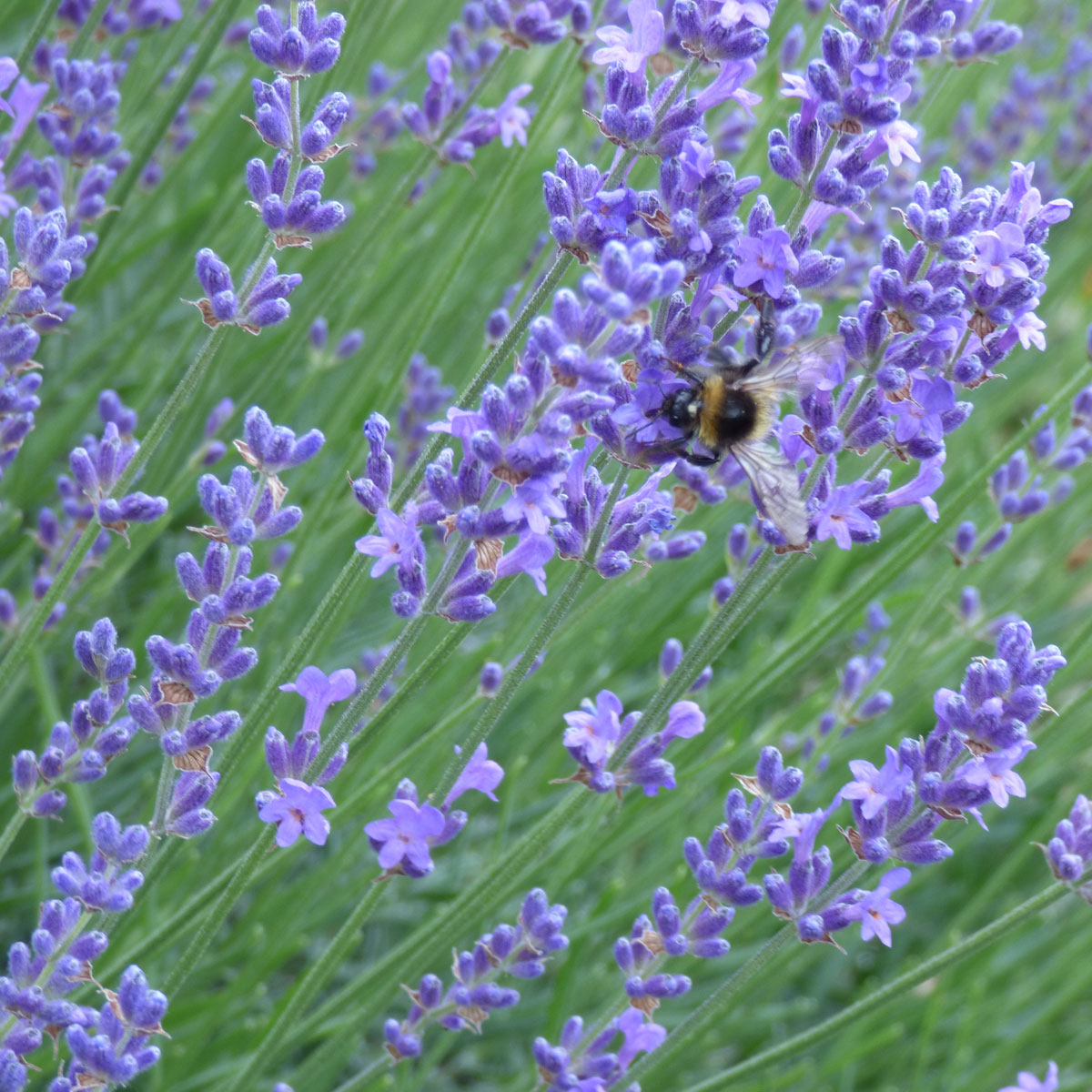 Immergrüne bienenfreundliche Sträucher