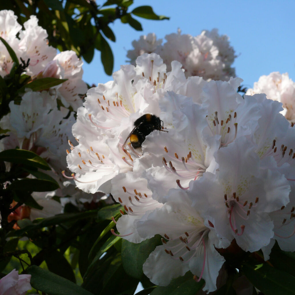 Rhododendron zieht Hummeln an