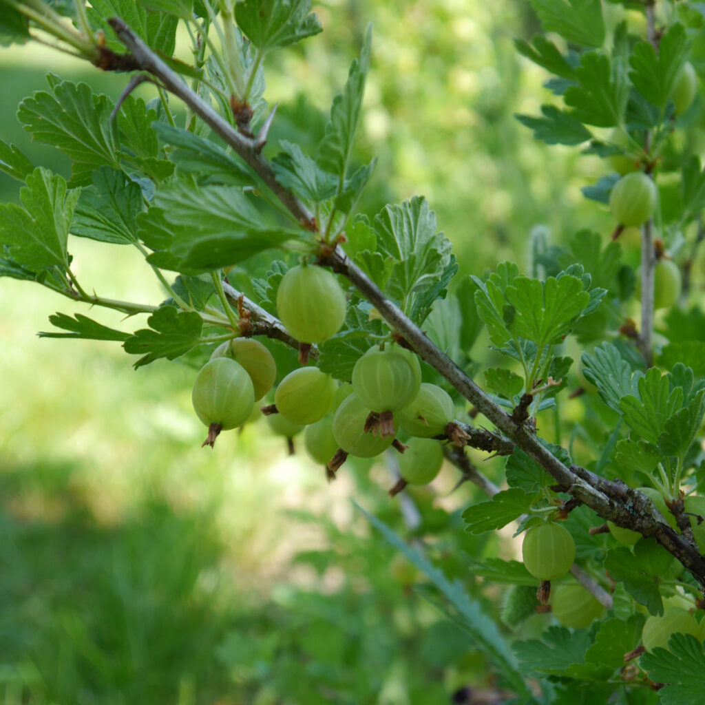 Stachelbeeren