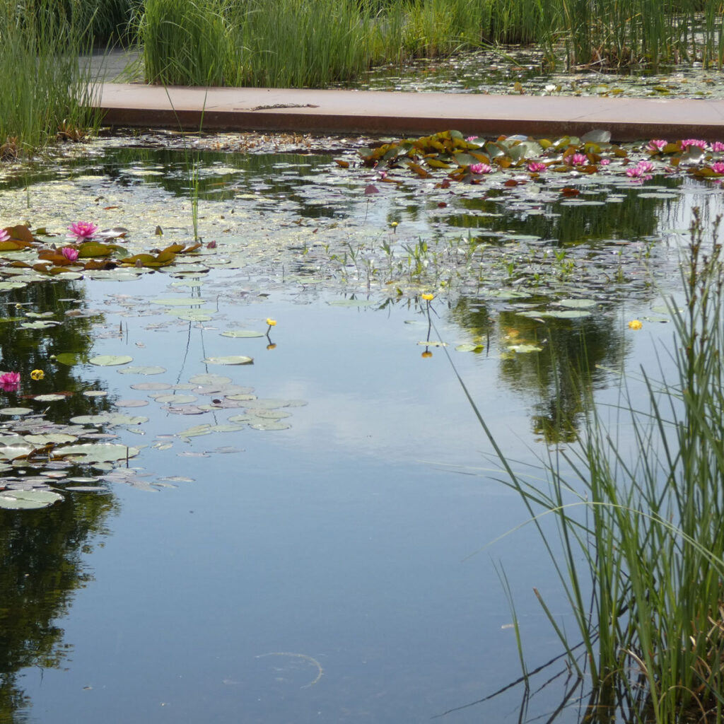 Naturteich mit Steg