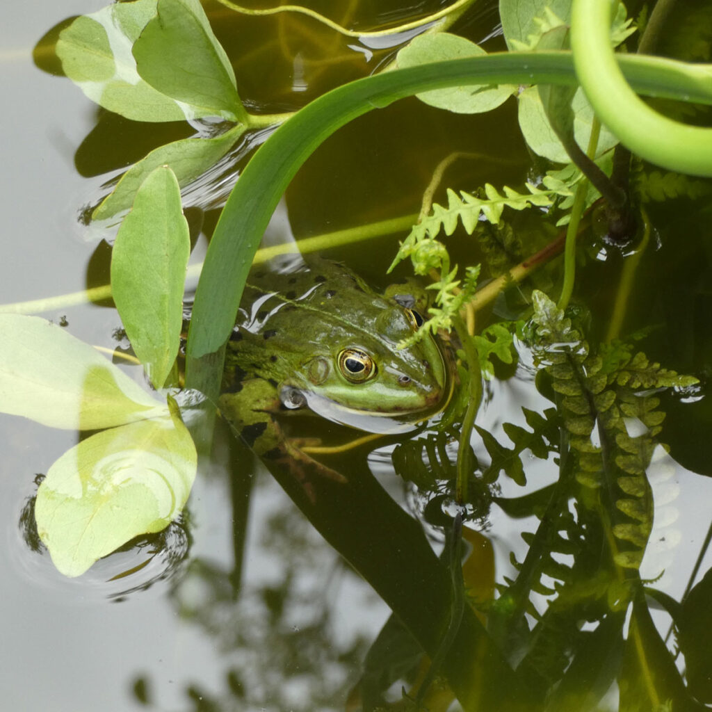 Frosch im Naturteich