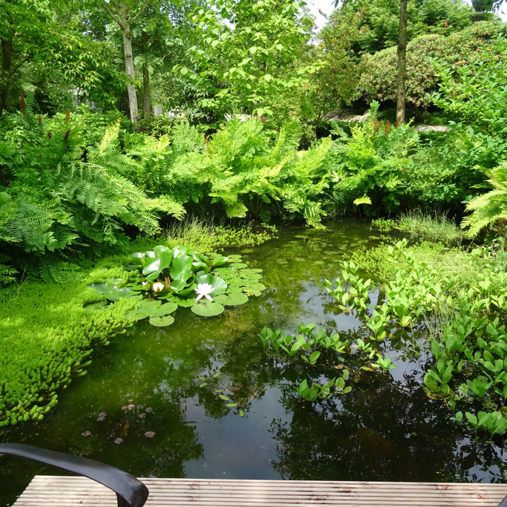 Naturteich im Schatten