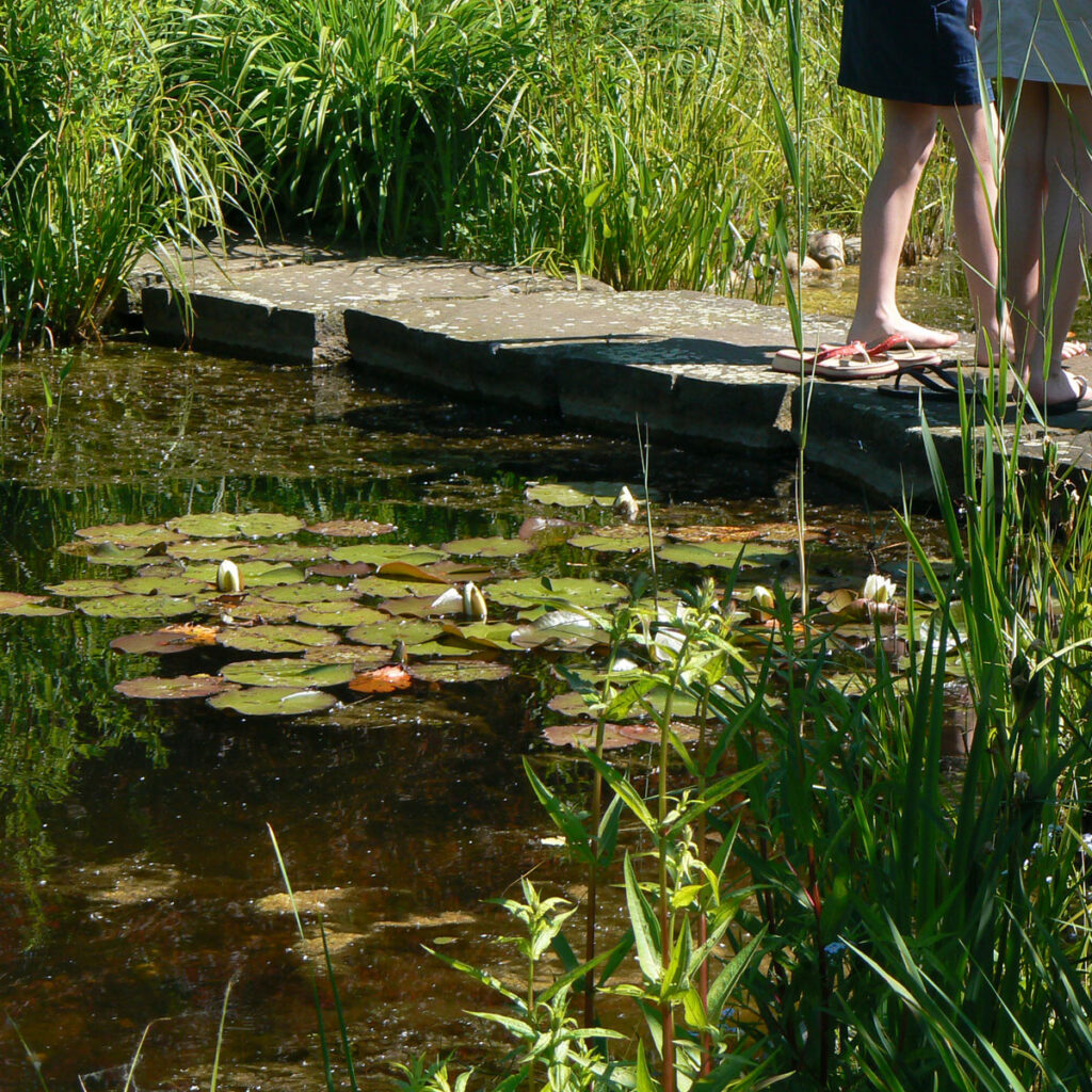 Trittsteine im Naturteich