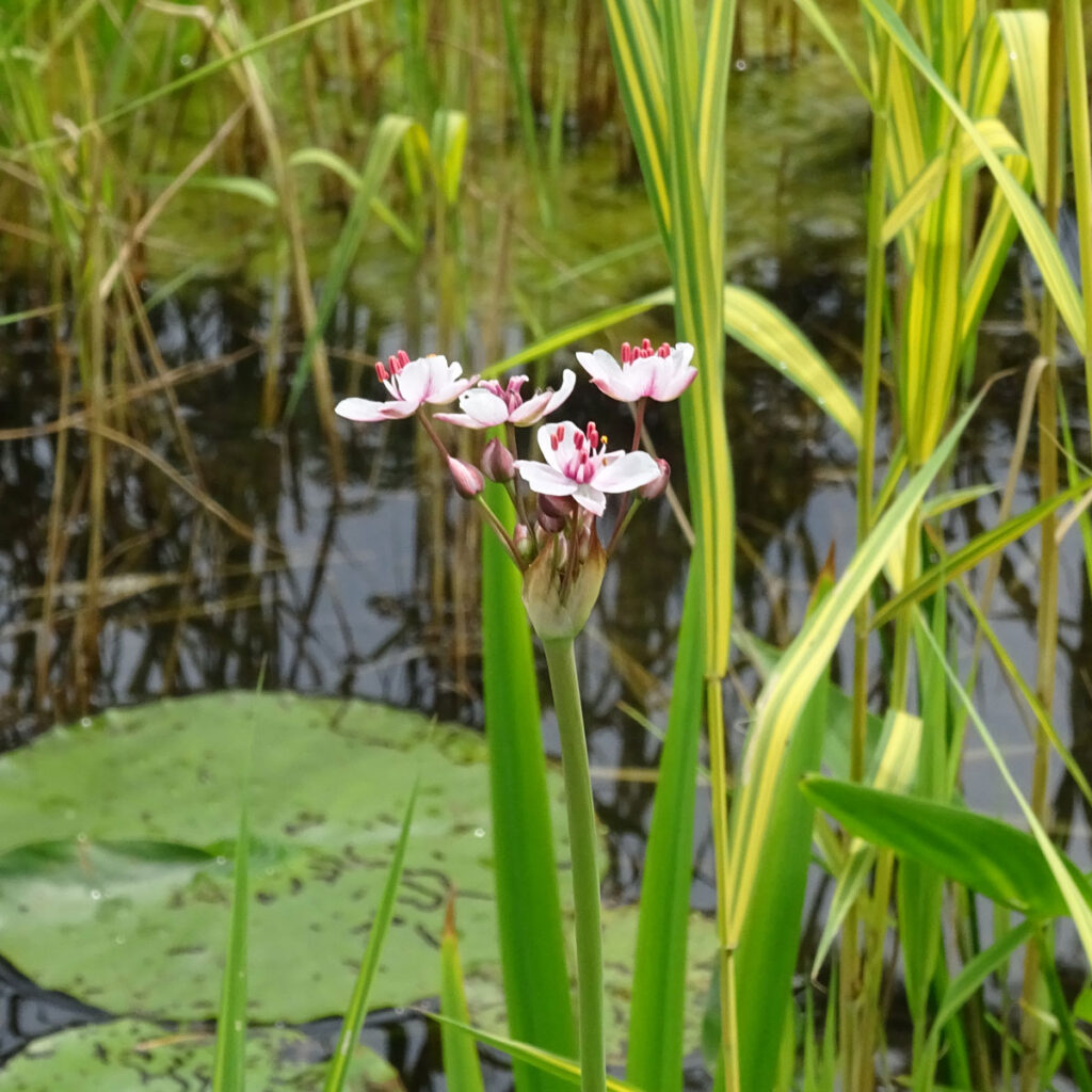 Naturteich anlegen