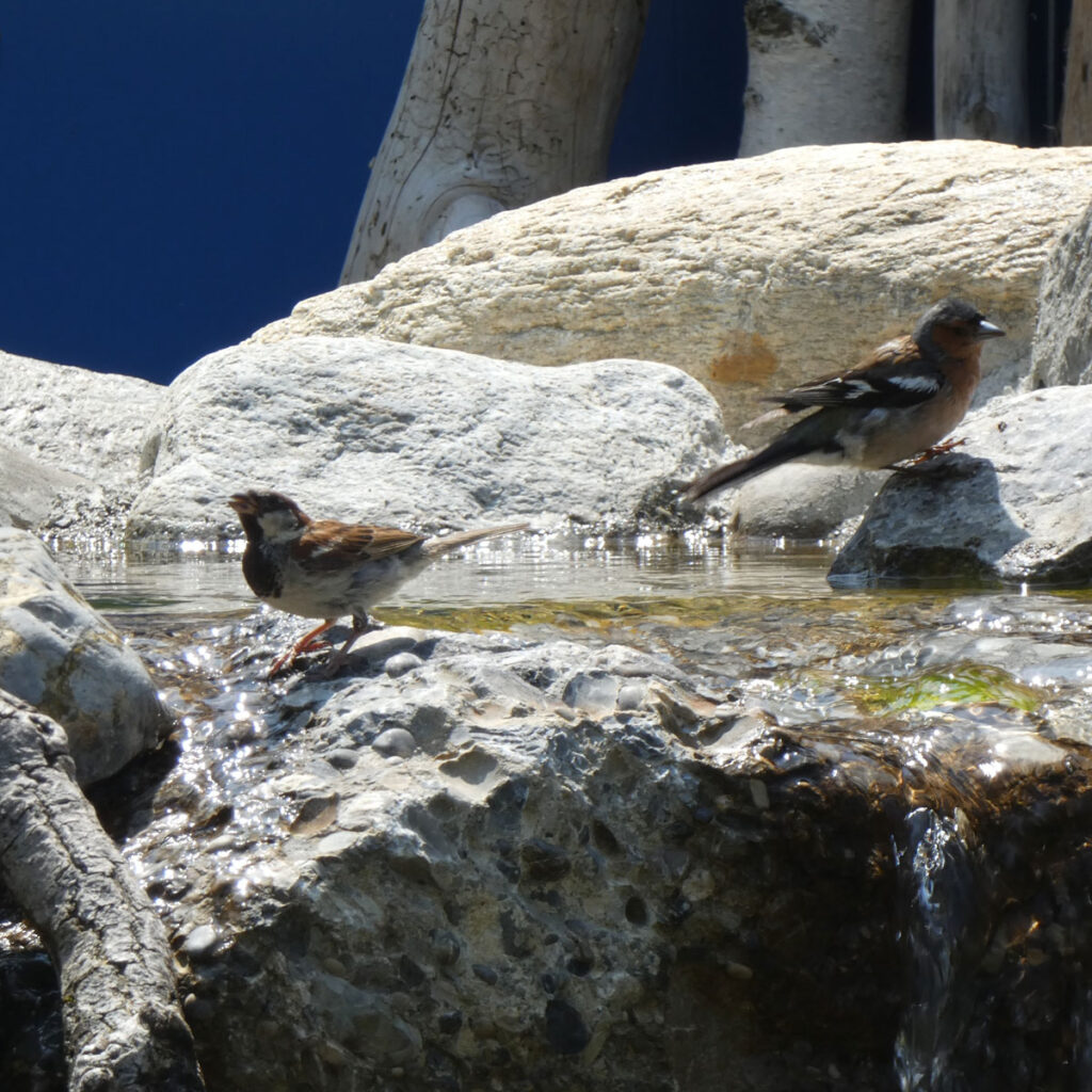 Vögel beim Baden