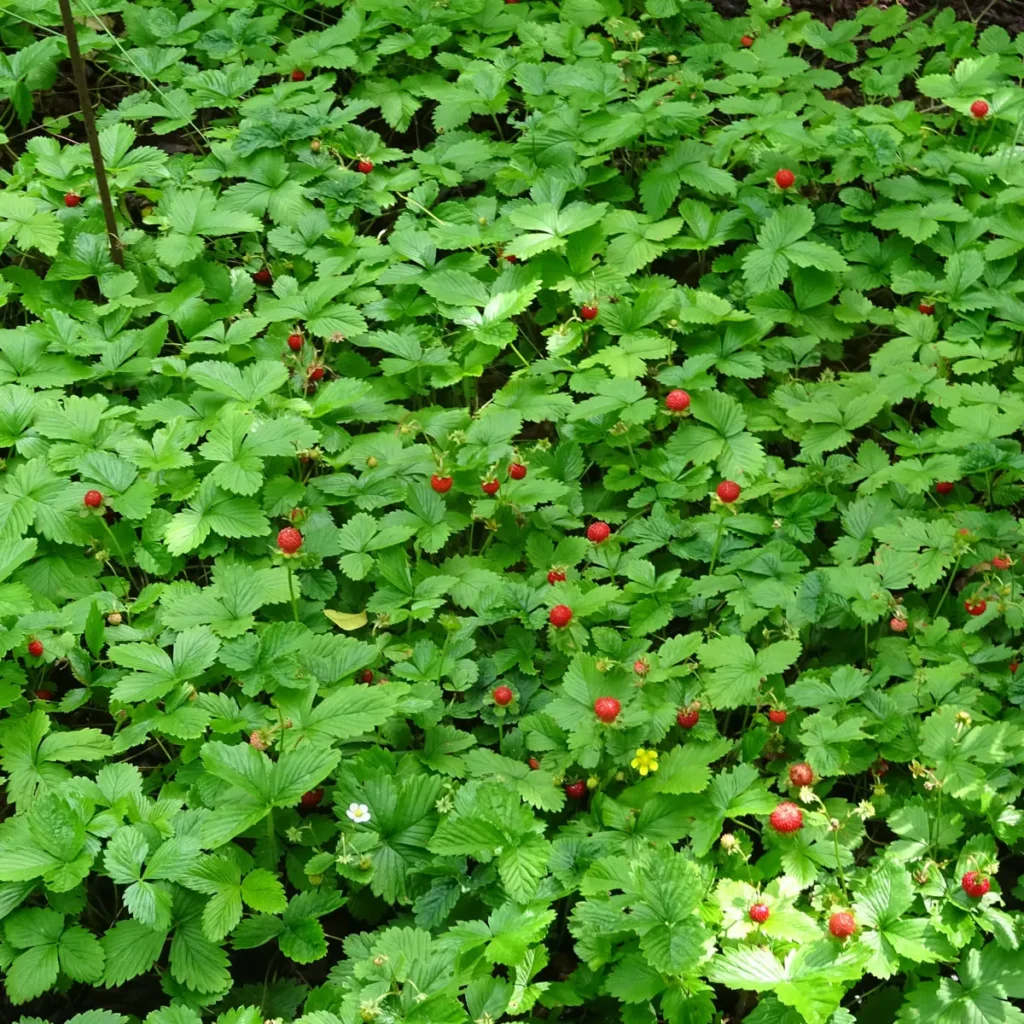 Walderdbeeren