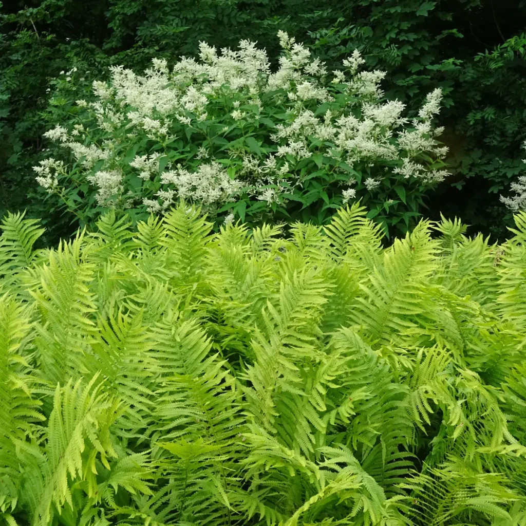 Farne im Waldgarten