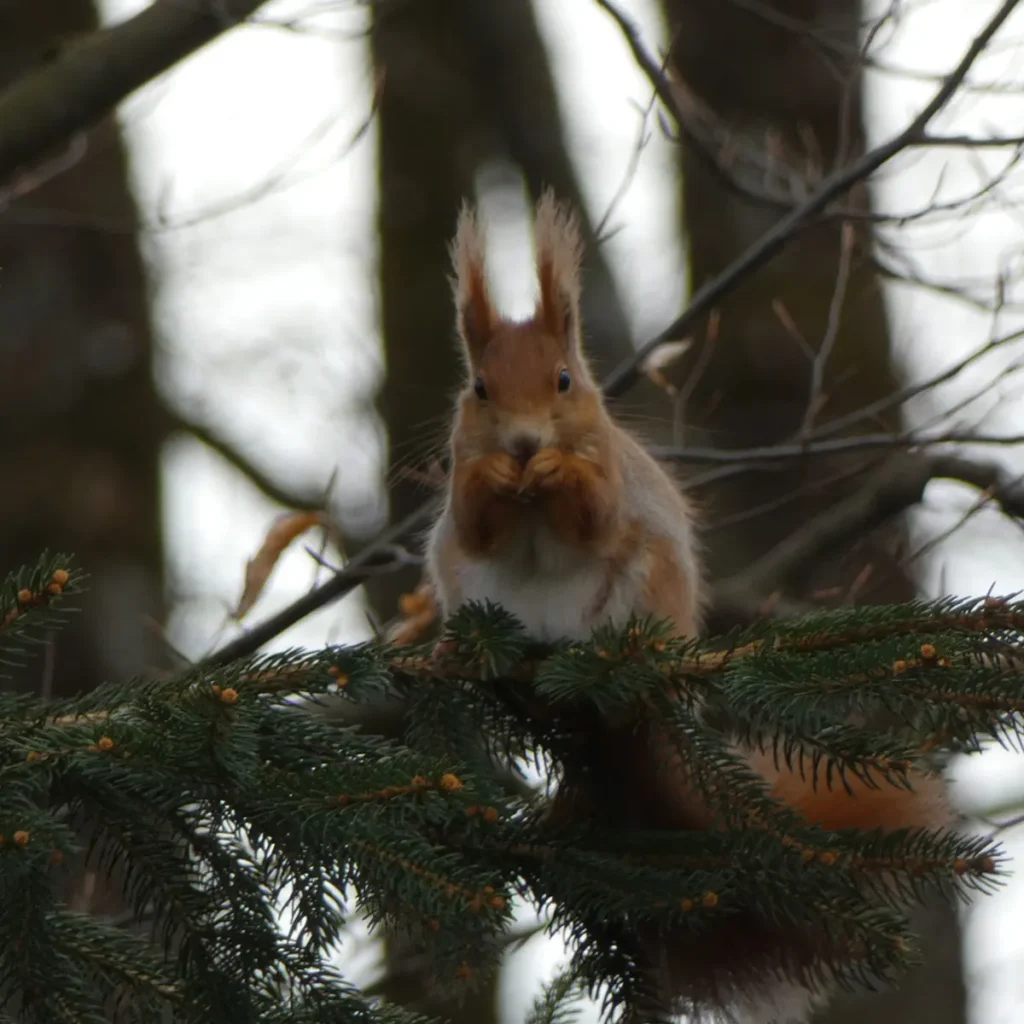 Eichhörnchen