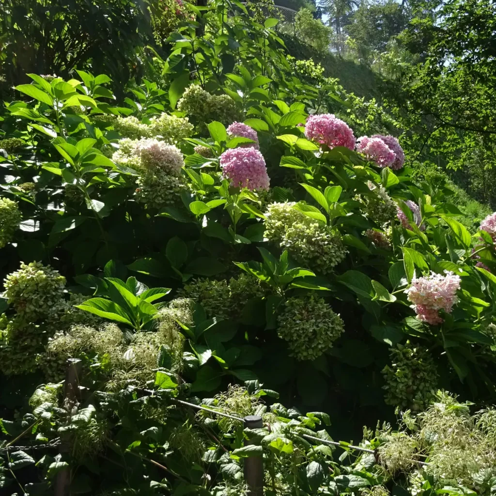 Waldgarten anlegen