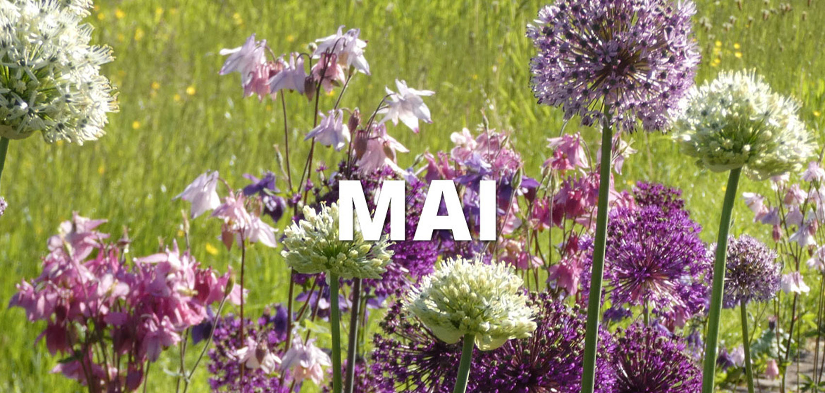 Gartentipps im Mai