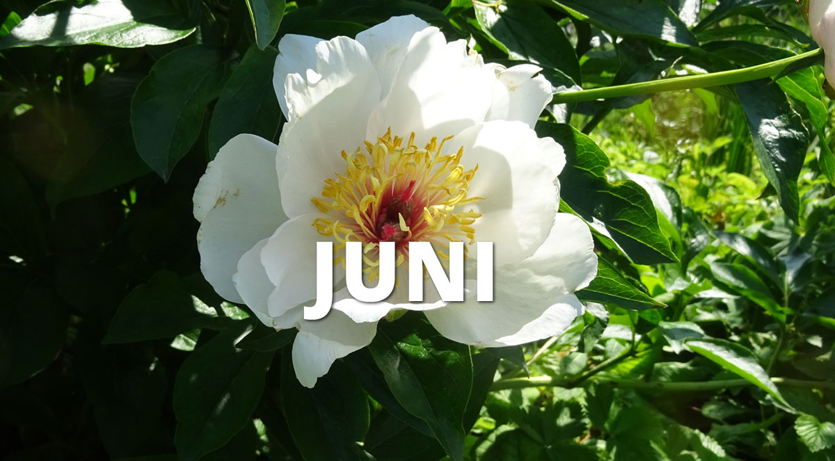 Gartentipps im Juni