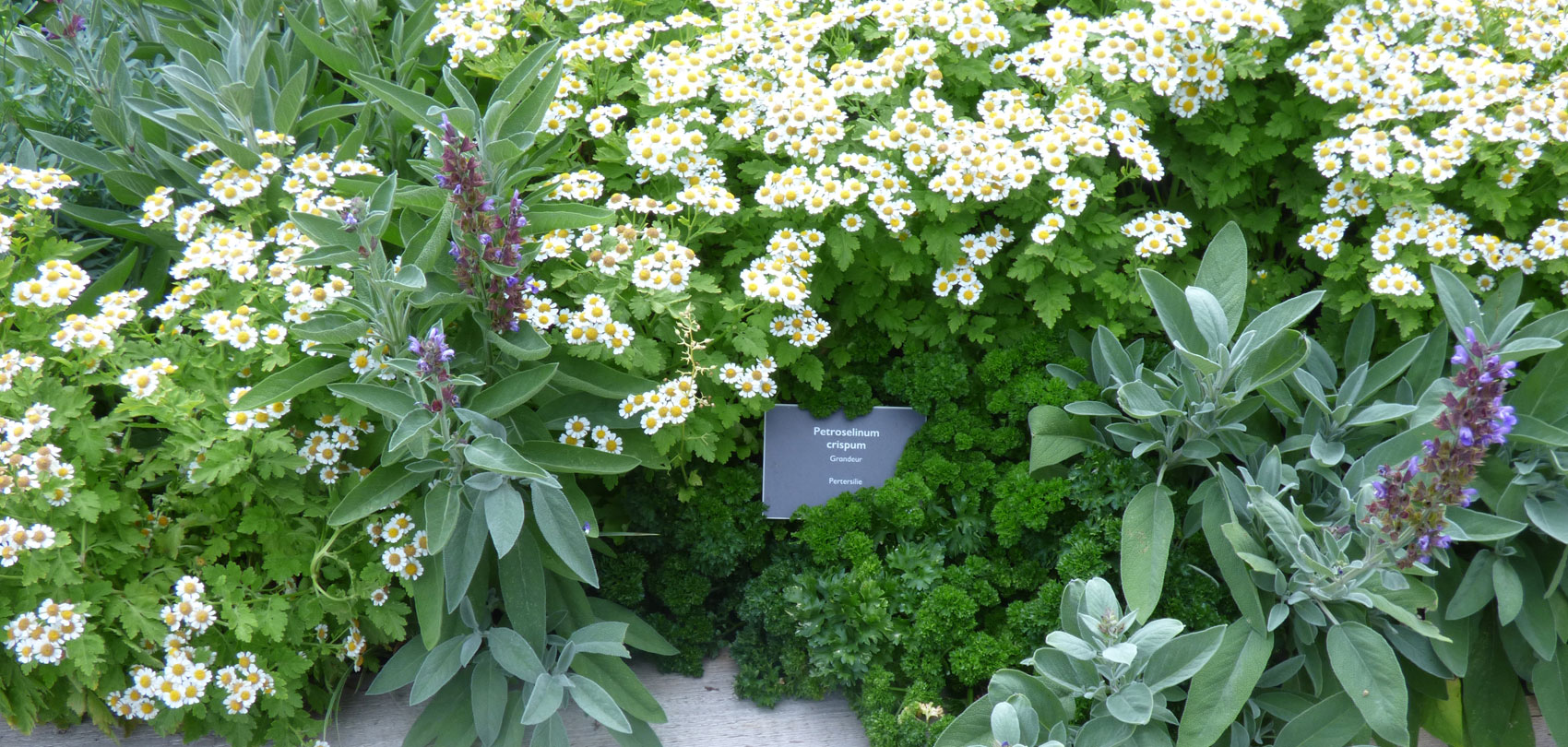 Kräuter im Garten
